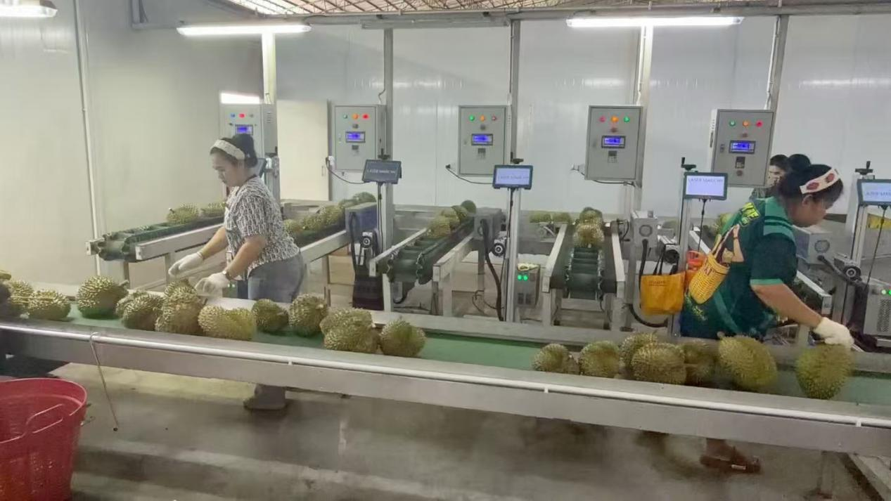 一颗榴莲的“跨国之旅”:藏在“榴莲自由”背后的中国壹定发官网实力